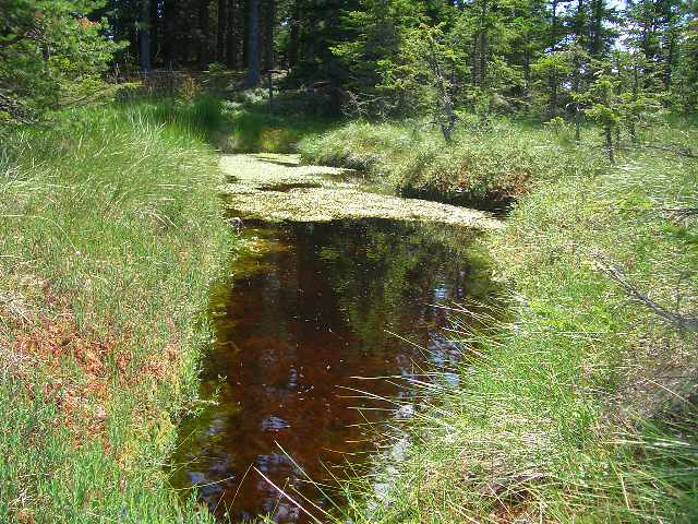 hochmoor
